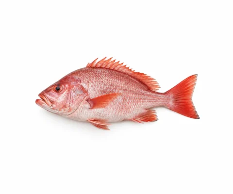 Red Coral Fish
